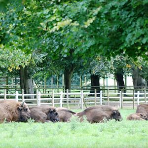 European Bison at Howletts, 30/08/14