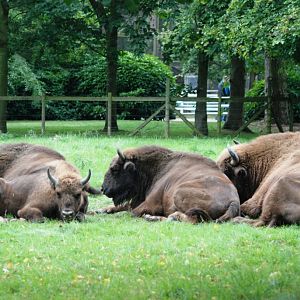 European Bison at Howletts, 30/08/14