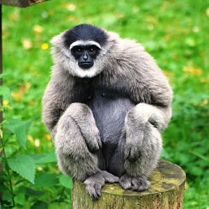 Silvery Gibbon at Howletts, 30/08/14