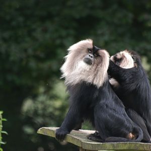 Lion-tailed Macaques at Howletts, 30/08/14