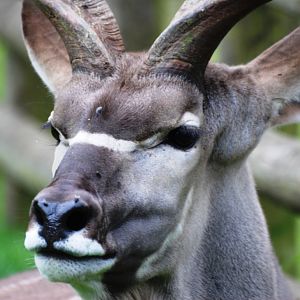 Greater Kudu at Howletts, 30/08/14