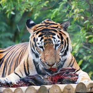 'Bengal' Tiger at Howletts, 30/08/14