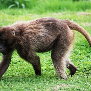 Gelada at Howletts, 30/08/14