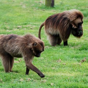 Geladas at Howletts, 30/08/14