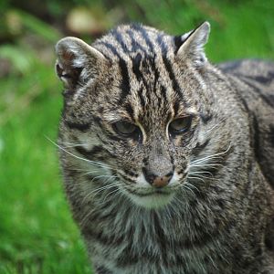 Fishing Cat at Howletts, 30/08/14