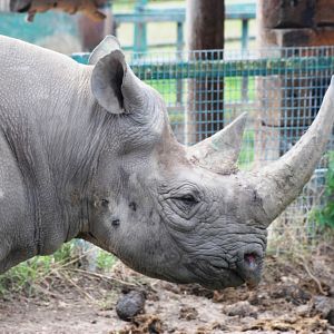 Eastern Black Rhinoceros at Howletts, 30/08/14
