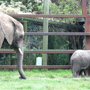 African Bush Elephant with Calf at Howletts, 30/08/14