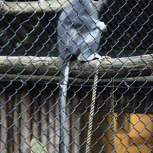 Grizzled Langur at Howletts, 30/08/14