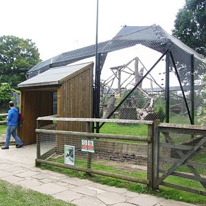 North China Leopard Exhibit at Howletts, 30/08/14