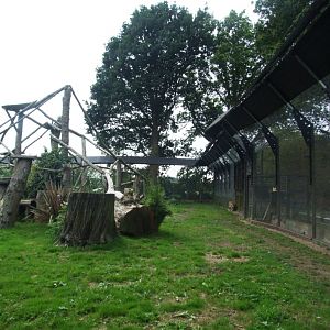 North China Leopard Exhibit at Howletts, 30/08/14