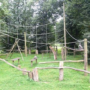 Silvery Gibbon Exhibit at Howletts, 30/08/14