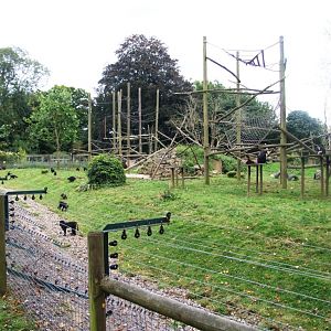 Macaque Exhibit at Howletts, 30/08/14