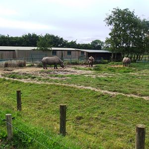 Rhino Exhibit at Howletts, 30/08/14