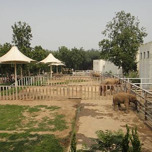 Elephant exhibit