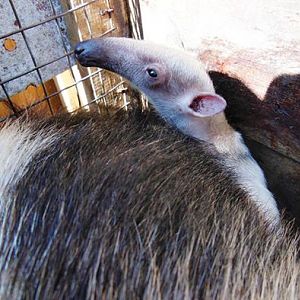 Baby Lesser Anteater