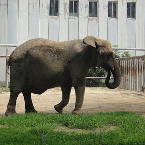 African elephant