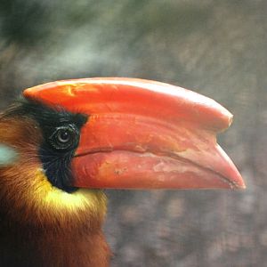 Luzon Rufous Hornbill at Pairi Daiza, 31/08/14