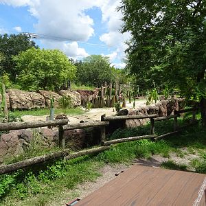 Elephant Exhibit at Busch Gardens Tampa