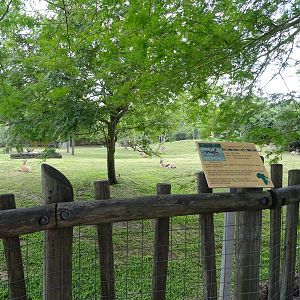 Thompson's Gazelle Exhibit at Busch Gardens Tampa