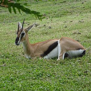 Thompson's Gazelle at Busch Gardens Tampa