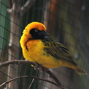 Speke's Weaver at Pairi Daiza, 31/08/14