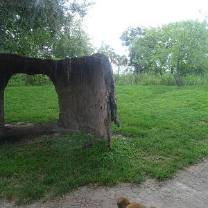 Lion Exhibit at Busch Gardens Tampa