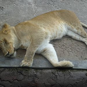 Lioness at Busch Gardens Tampa