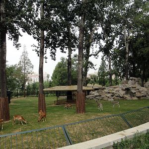 Thar, blue sheep, mouflon