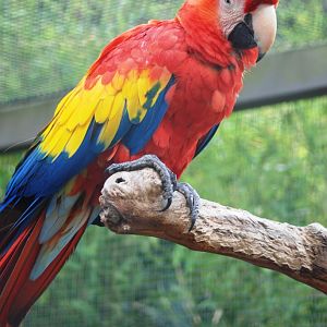 Scarlet Macaw at Pairi Daiza, 31/08/14