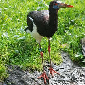 Abdim's Stork at Pairi Daiza, 31/08/14
