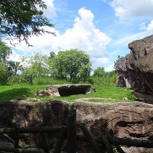 Lion Exhibit at Busch Gardens Tampa