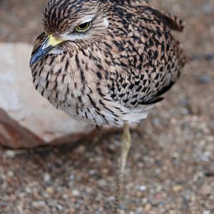 Spotted Thick-knee at Pairi Daiza, 31/08/14