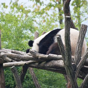 Stereotypically-active Giant Panda at Pairi Daiza, 31/08/14