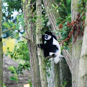 Kikuyu Guereza at Pairi Daiza, 31/08/14