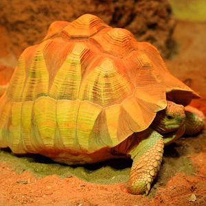 Ploughshare Tortoise at Pairi Daiza, 31/08/14