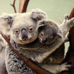 Koala