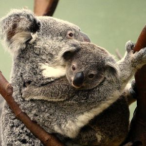 Koala