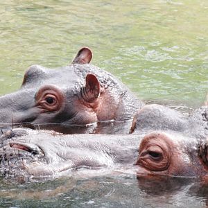 Common Hippopotamus and Young at Pairi Daiza, 31/08/14