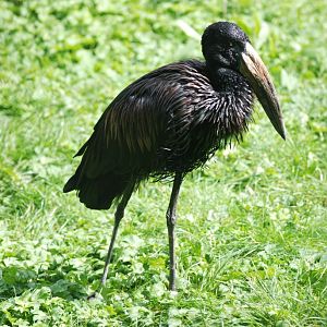 African Openbill at Pairi Daiza, 31/08/14