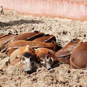 Red River Hogs at Pairi Daiza, 31/08/14