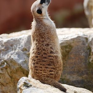 Meerkat at Pairi Daiza, 31/08/14