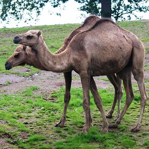 Dromedaries at Pairi Daiza, 31/08/14