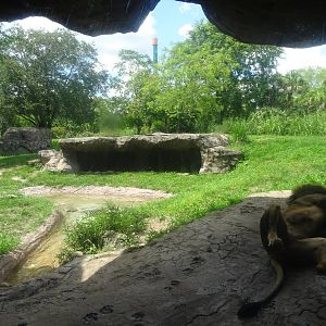 Lion Exhibit at Busch Gardens Tampa