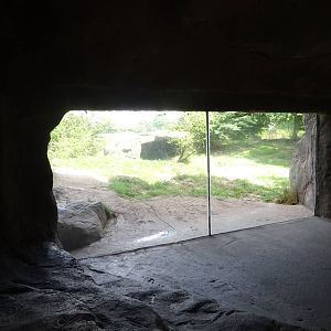 Hyena Exhibit Viewing Area at Busch Gardens Tampa