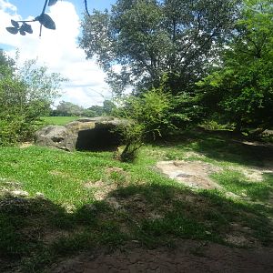 Hyena Exhibit at Busch Gardens Tampa
