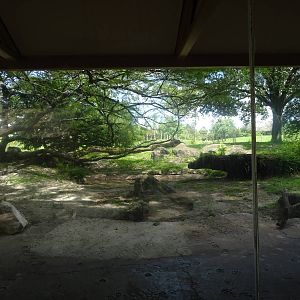 Hyena Exhibit Viewing Area at Busch Gardens Tampa