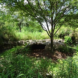 Spur-Winged Goose Exhibit at Busch Gardens Tampa