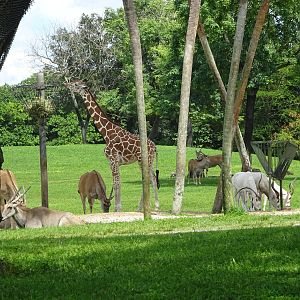 General View of Serengeti Plain at Busch Gardens Tampa