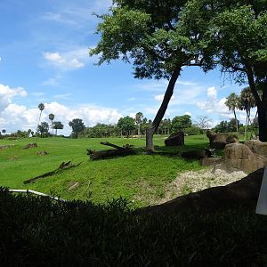 General View of Serengeti Plain at Busch Gardens Tampa