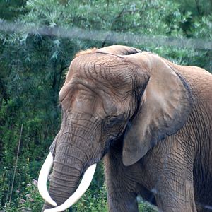 African Bush Elephant at Pairi Daiza, 31/08/14